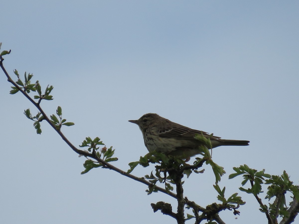 Tree Pipit - Josiah Evans