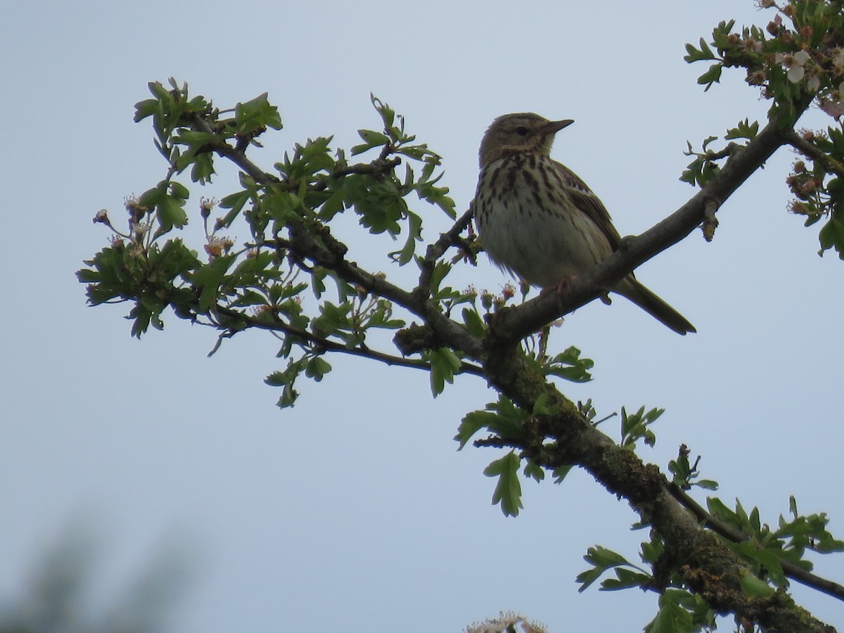 Tree Pipit - Josiah Evans