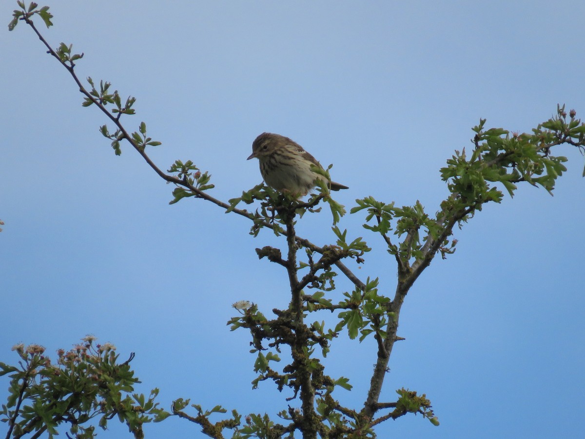 Tree Pipit - Josiah Evans