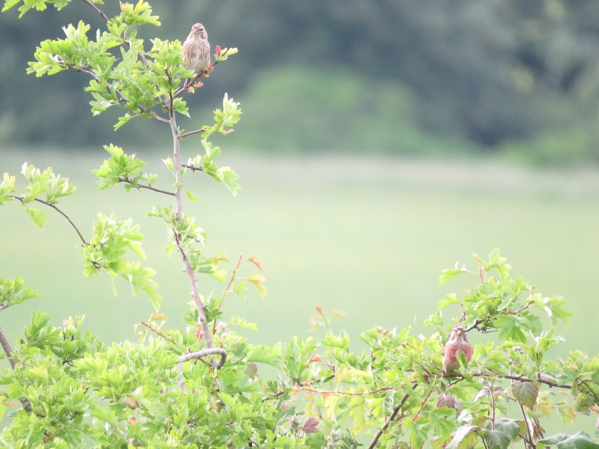 Eurasian Linnet - Josiah Evans