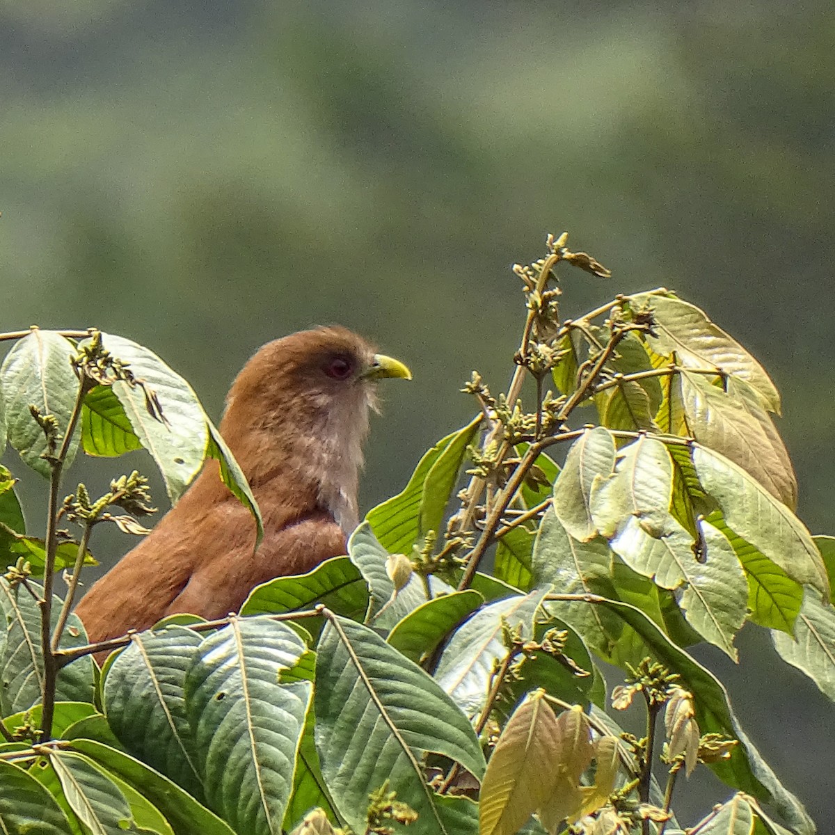 Squirrel Cuckoo - Daniel Pérez Peña