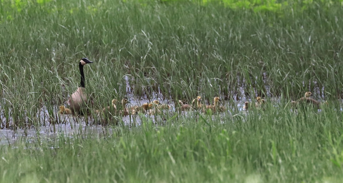 Canada Goose - Lynda Noel