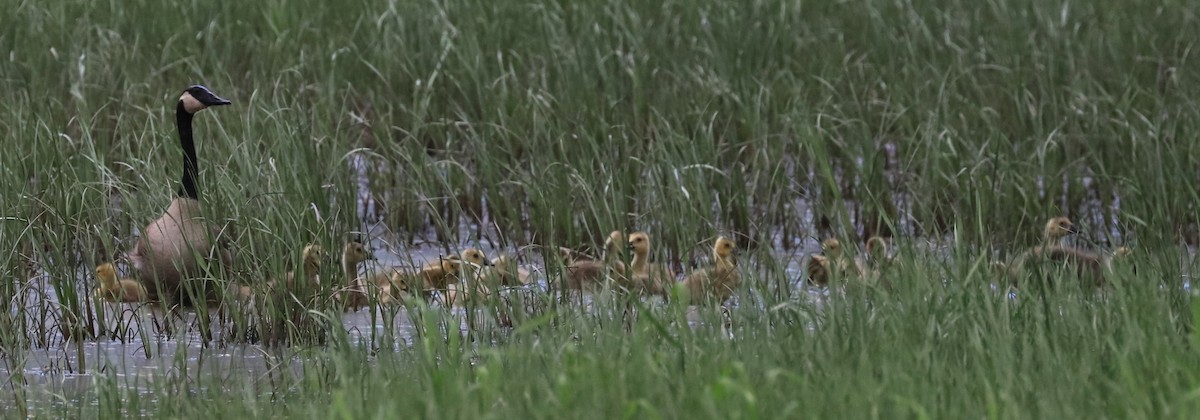 Canada Goose - Lynda Noel