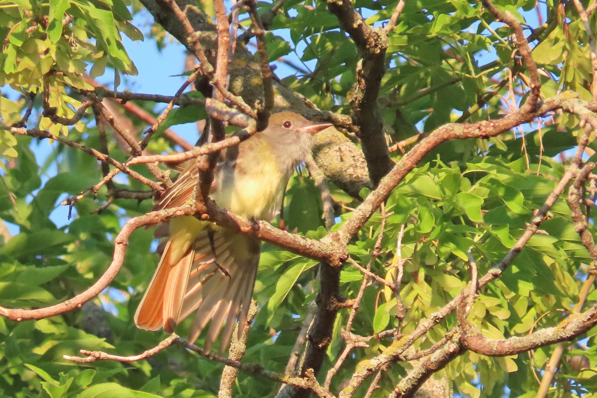 Great Crested Flycatcher - John Zakelj