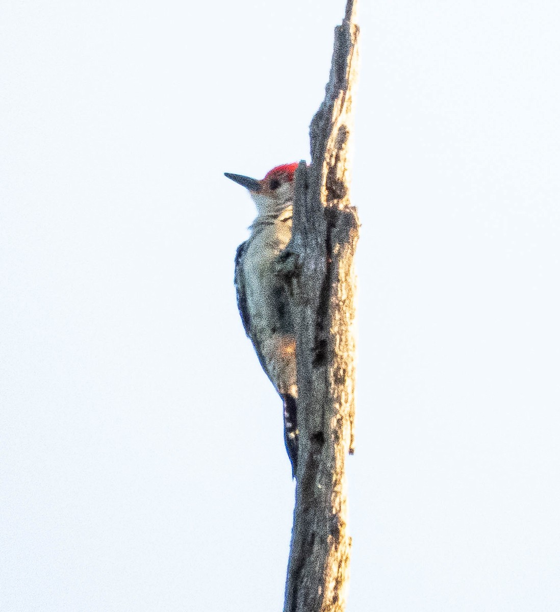 Red-bellied Woodpecker - Amanda Dulworth
