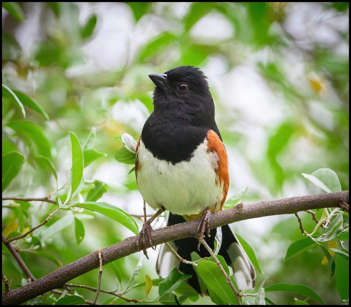 Eastern Towhee - ML619577563