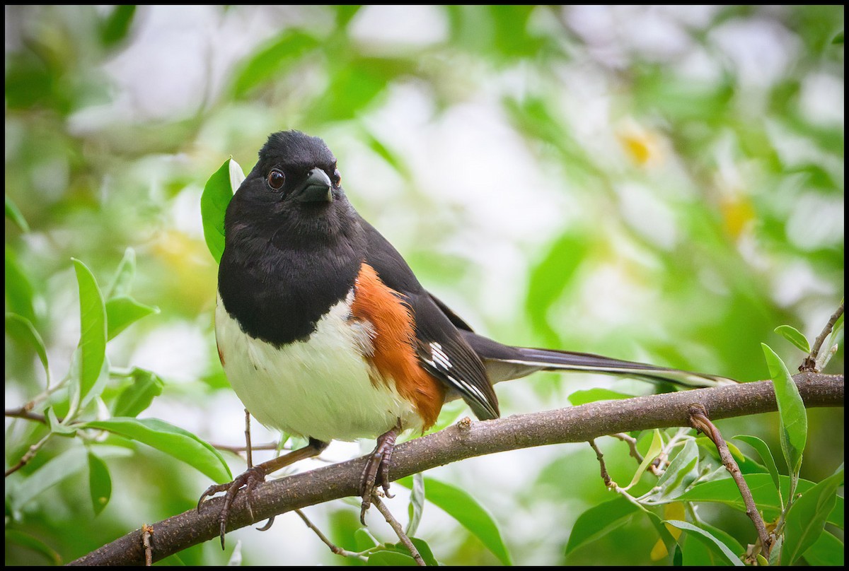 Eastern Towhee - Jim Emery