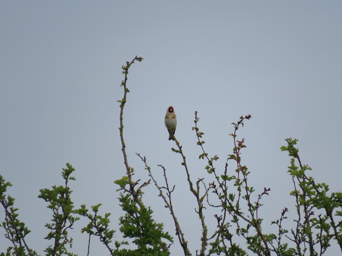 European Goldfinch - Josiah Evans