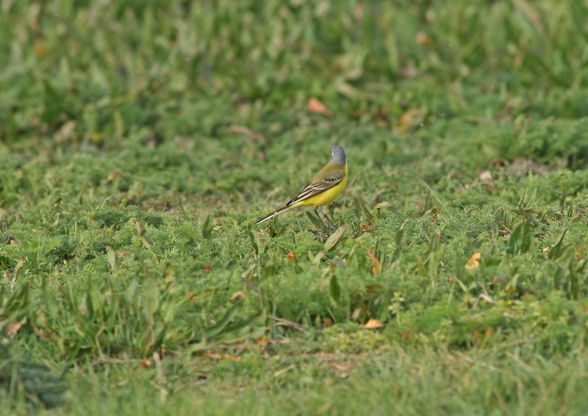 Western Yellow Wagtail (flava) - ML619577586