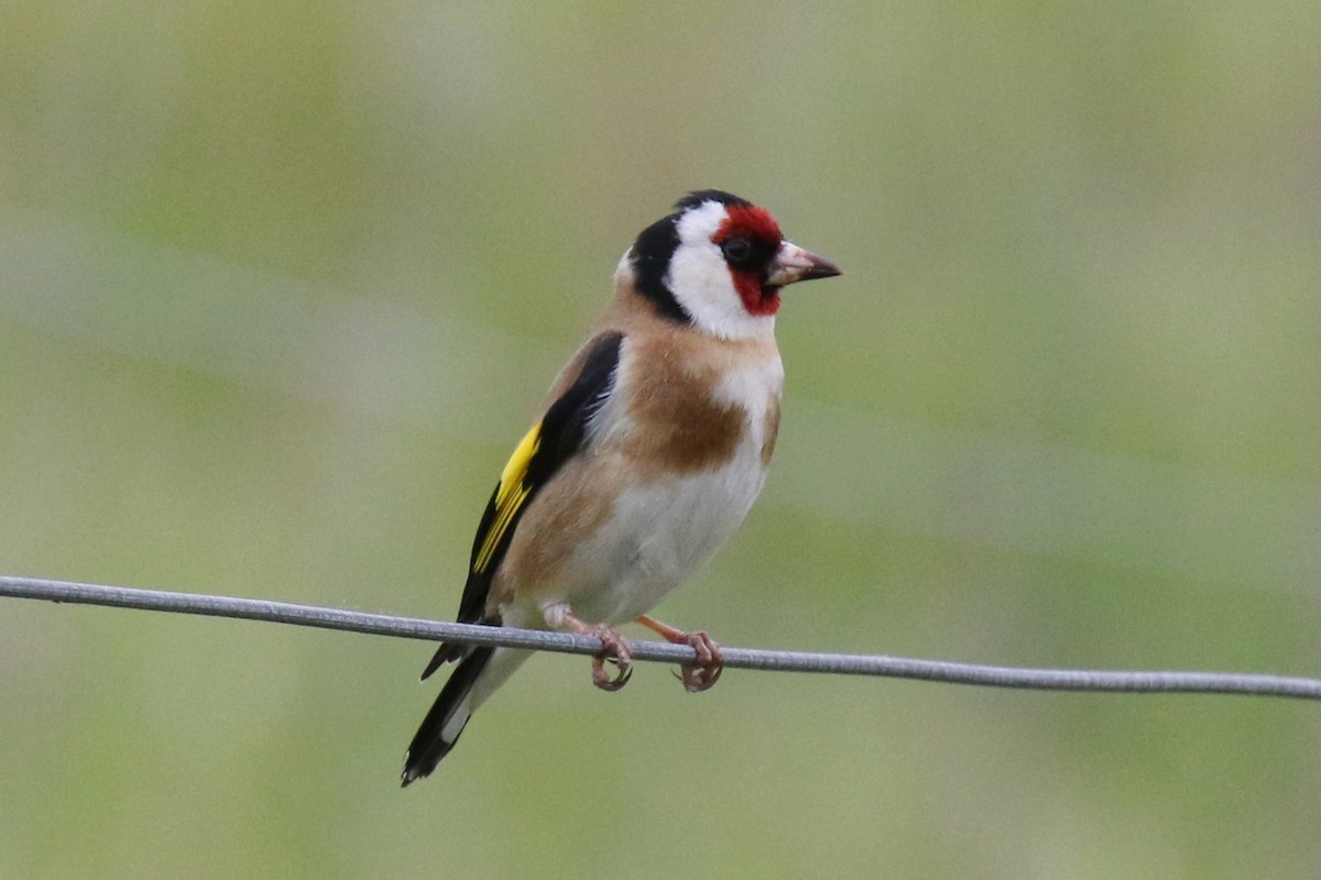 European Goldfinch - ML619577592