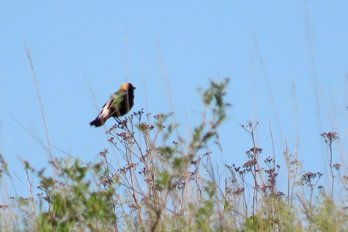 Bobolink - John Zakelj