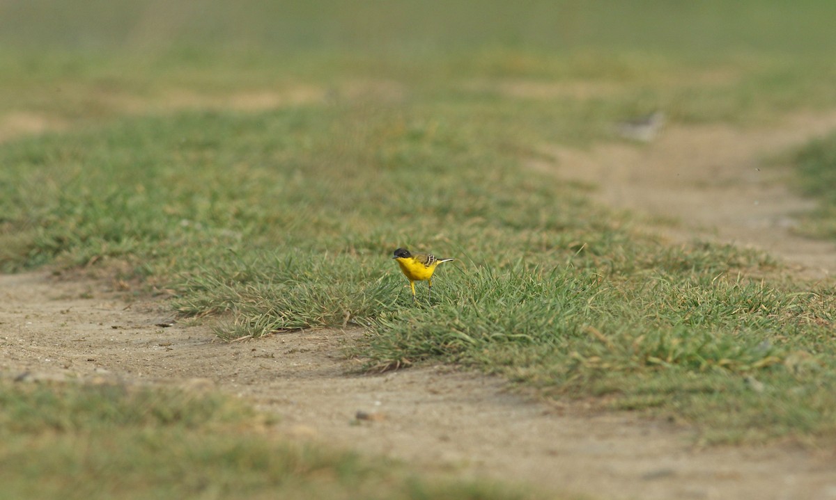 Western Yellow Wagtail (feldegg) - Andrew Steele