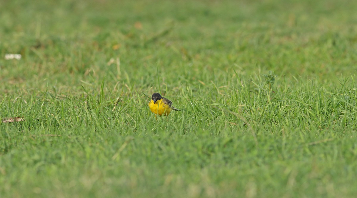 Western Yellow Wagtail (feldegg) - Andrew Steele