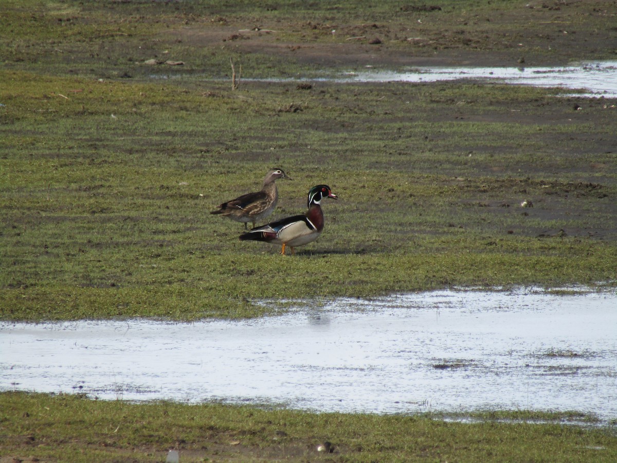 Wood Duck - ML619577616