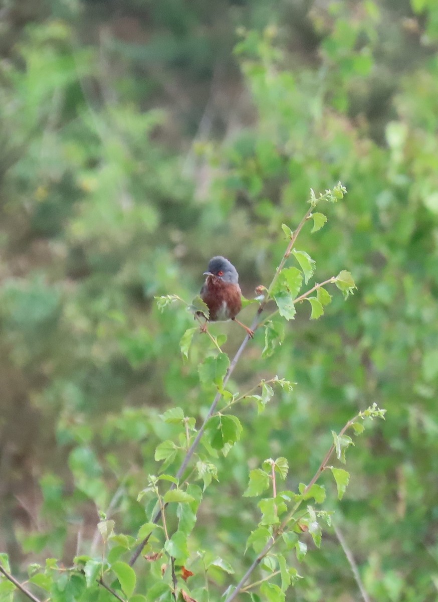 Dartford Warbler - Patsy & Tom Inglet