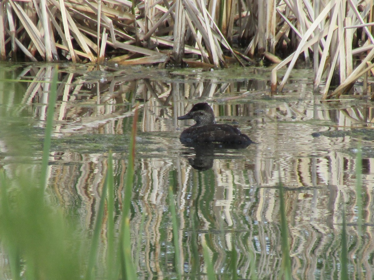 Ruddy Duck - Cody Robinson