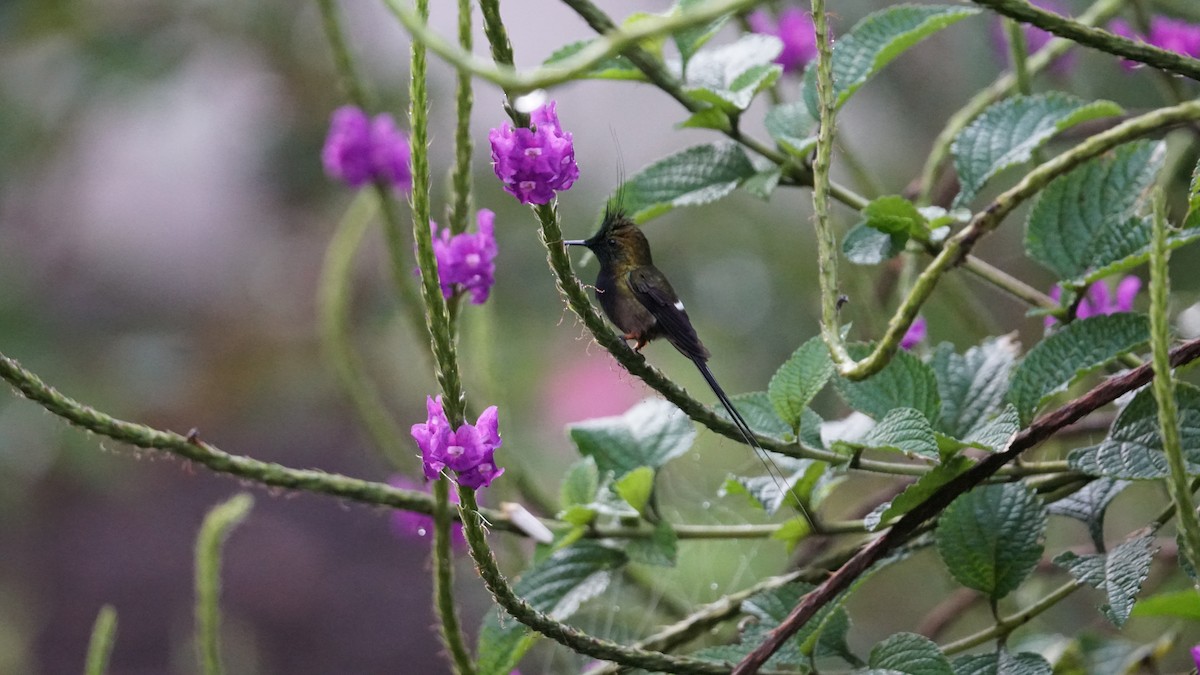 kolibřík ostrochocholatý - ML619577631
