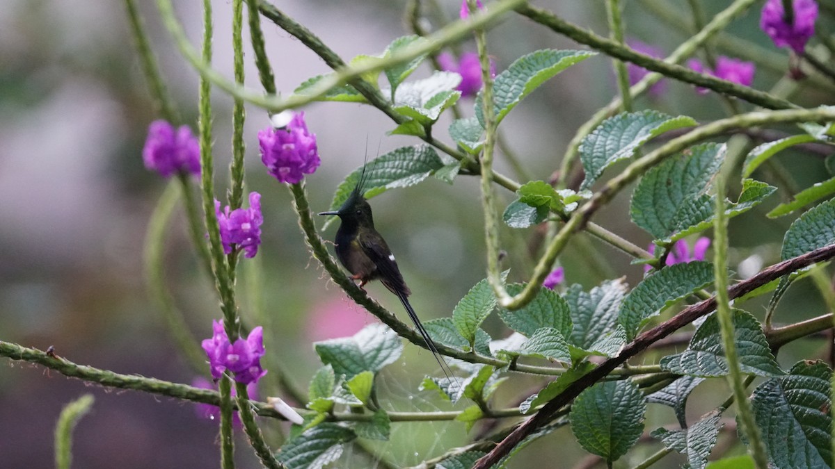 kolibřík ostrochocholatý - ML619577632