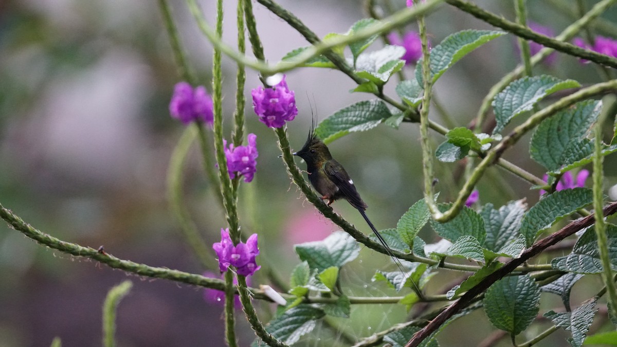 kolibřík ostrochocholatý - ML619577636
