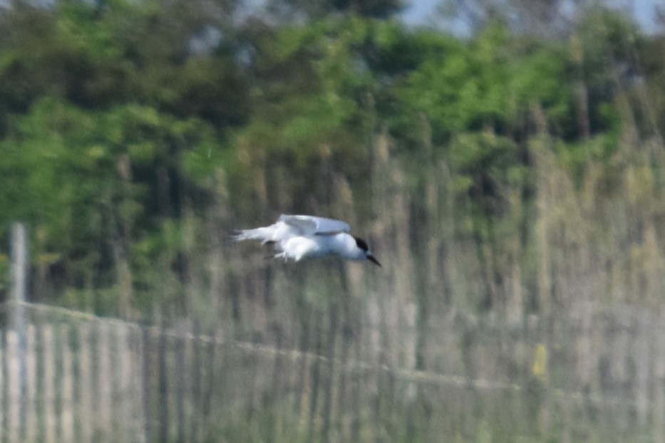 Roseate Tern - Maria Bloom