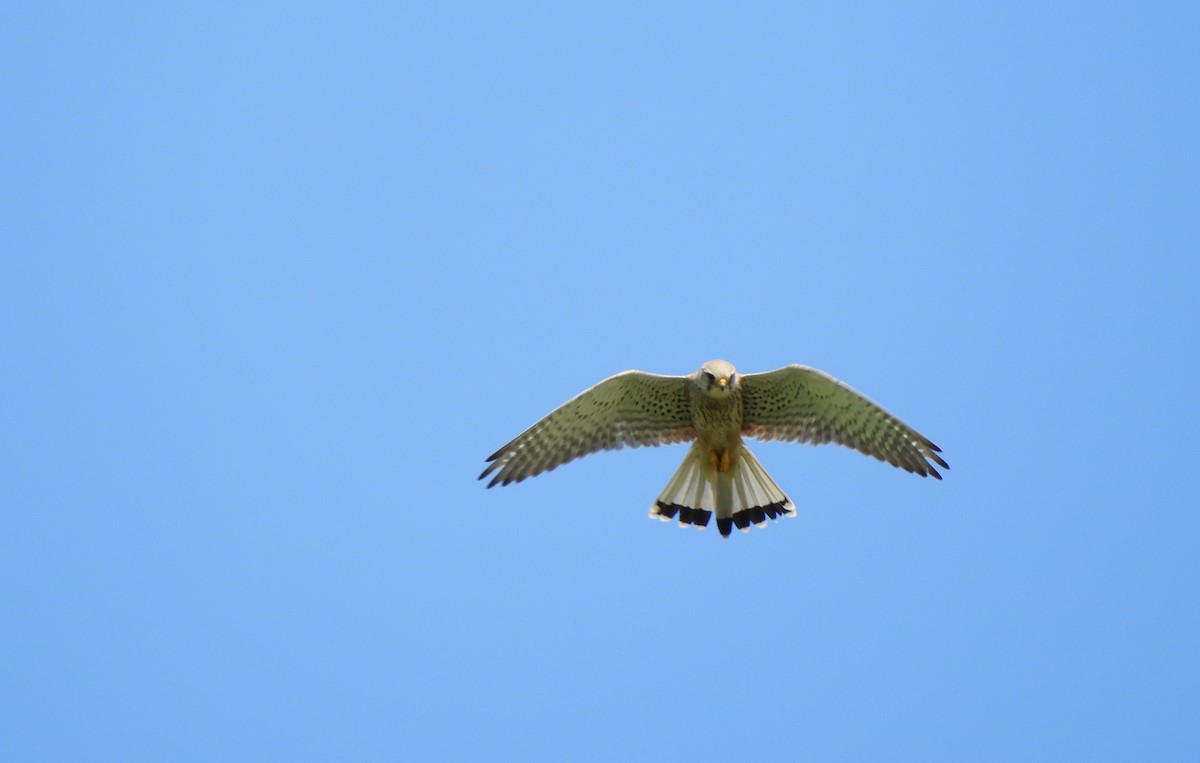 Eurasian Kestrel - Miroslav Mareš