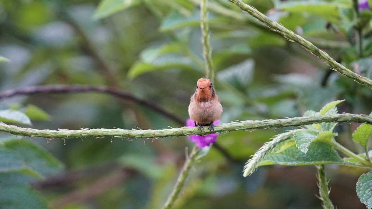 Rufous-crested Coquette - ML619577643