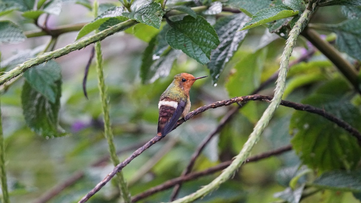 Rufous-crested Coquette - ML619577644