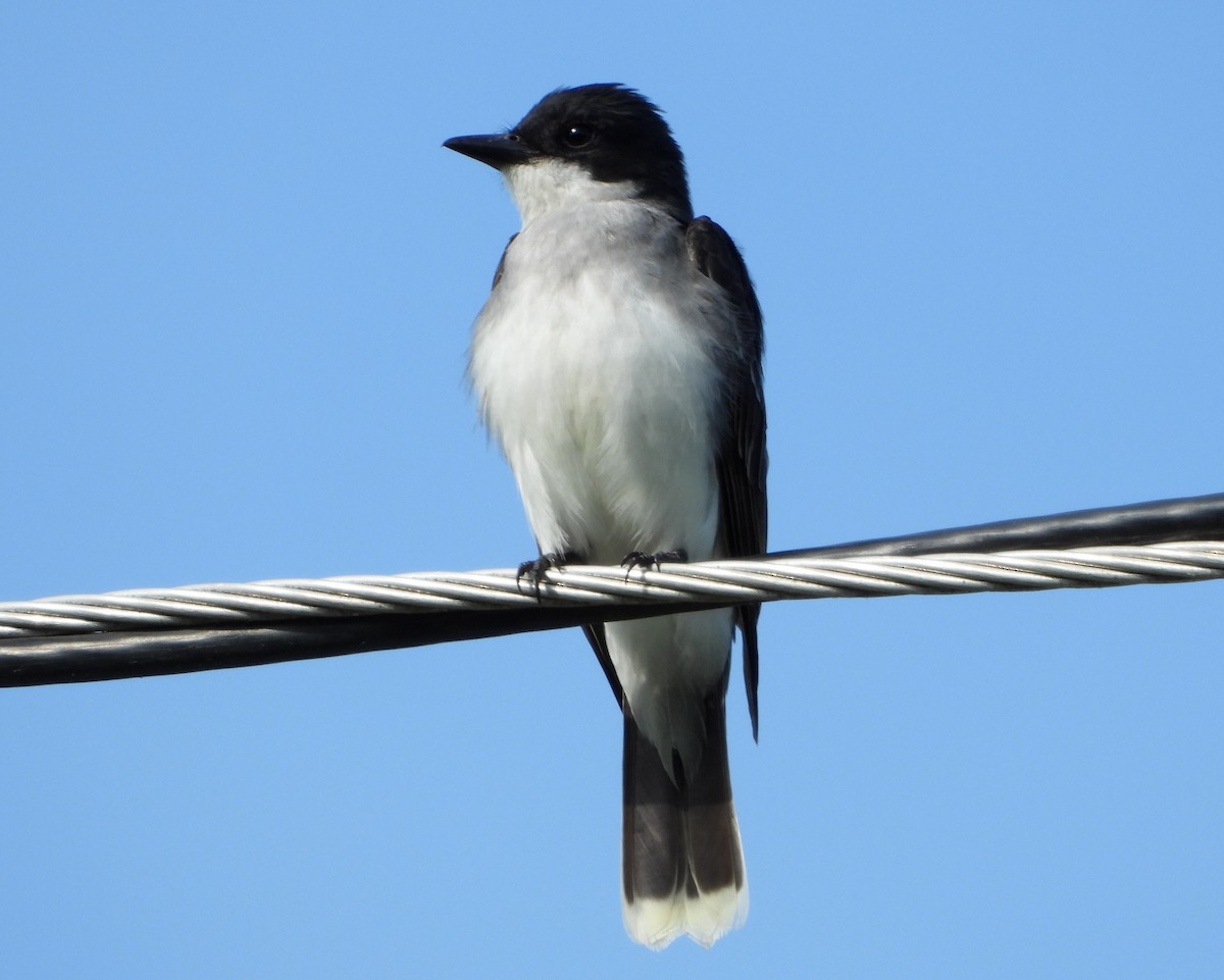 Eastern Kingbird - ML619577646