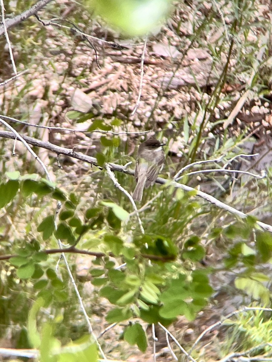 Eastern Phoebe - ML619577650