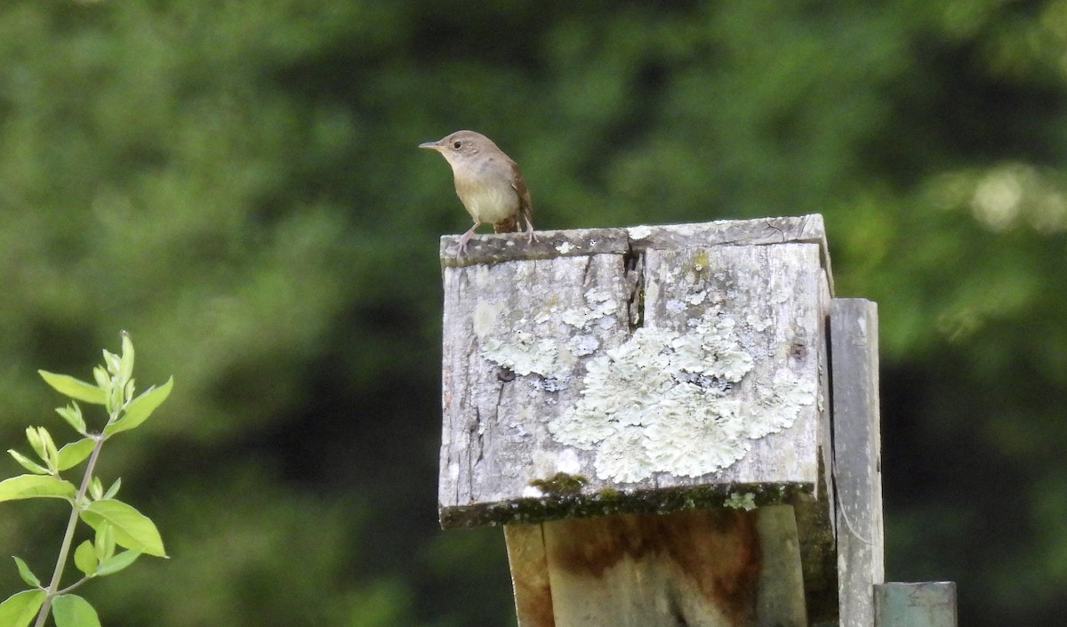 House Wren - Barb Stone