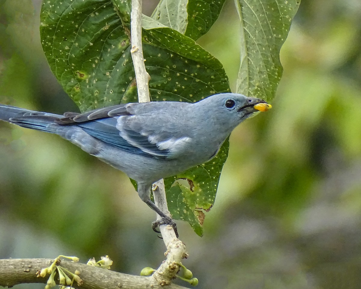 Blue-gray Tanager - Daniel Pérez Peña