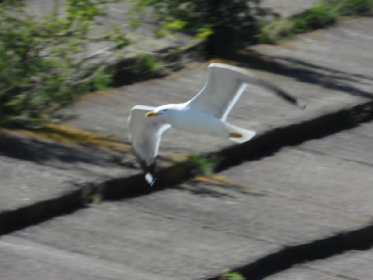 Armenian Gull - Josip Turkalj