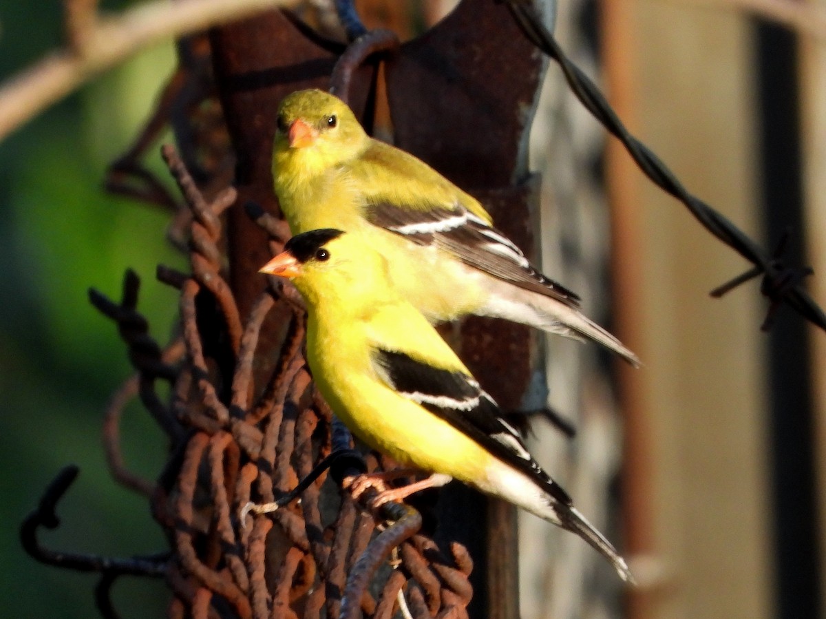 Chardonneret jaune - ML619577661