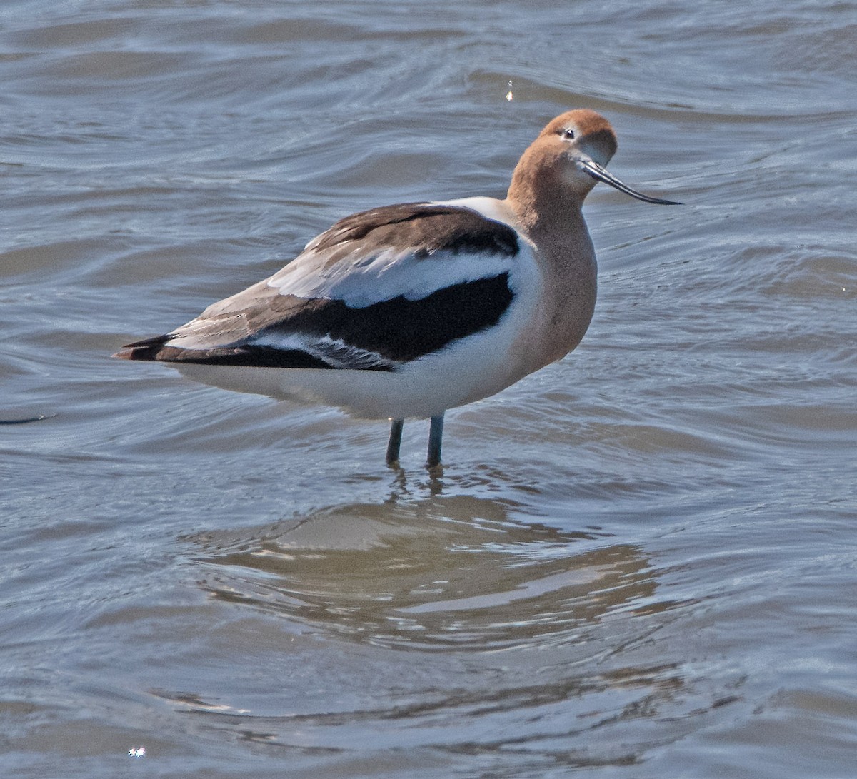 Avocette d'Amérique - ML619577663