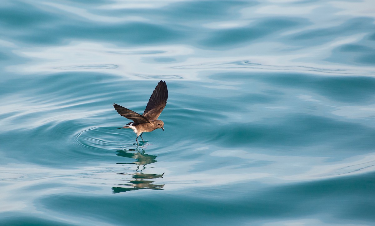 Elliot's Storm-Petrel - Sally  Palmer