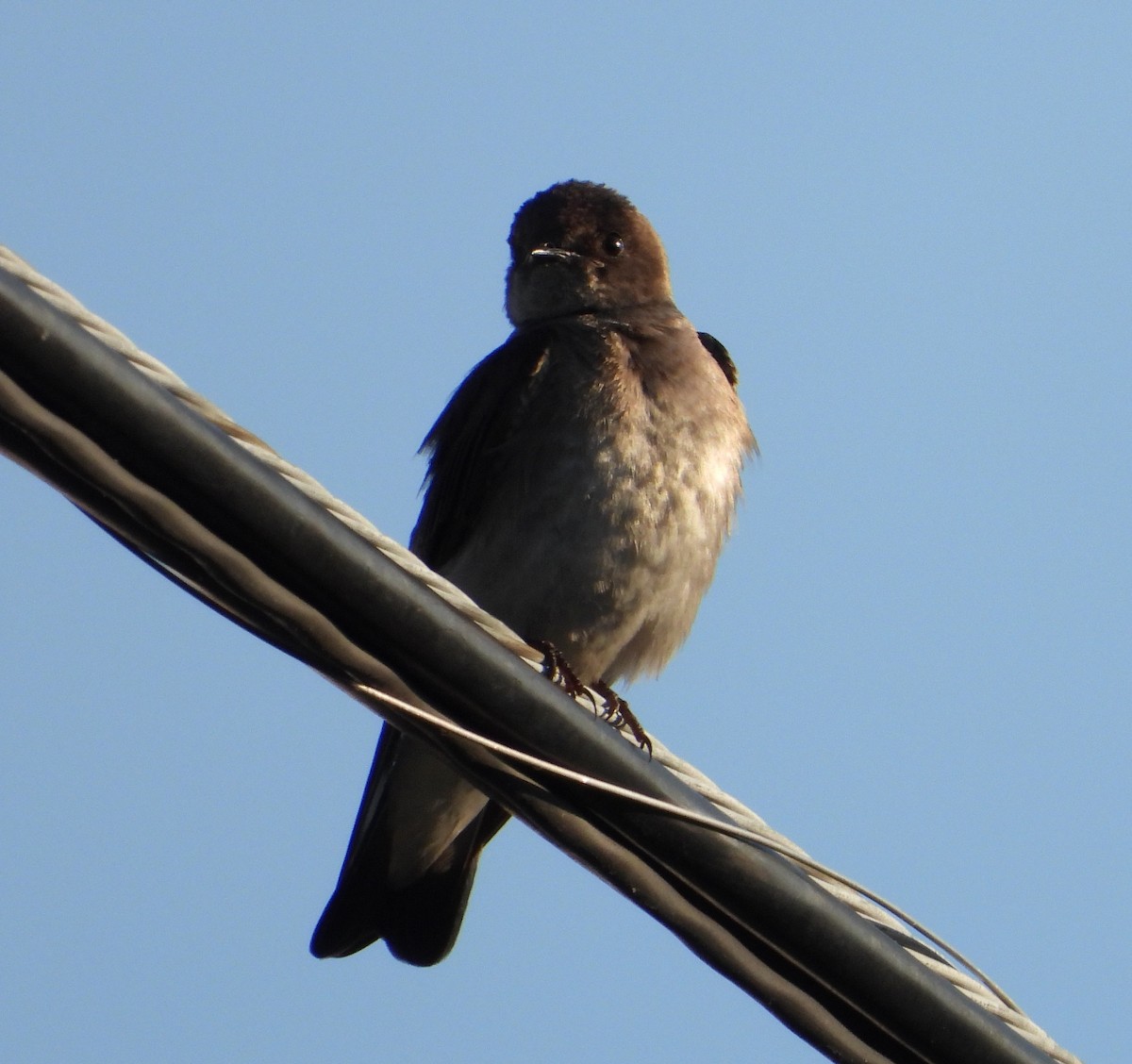 Northern Rough-winged Swallow - Ron Furnish