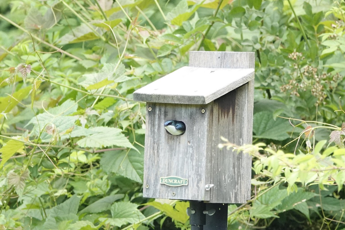 Tree Swallow - David Rubenstein