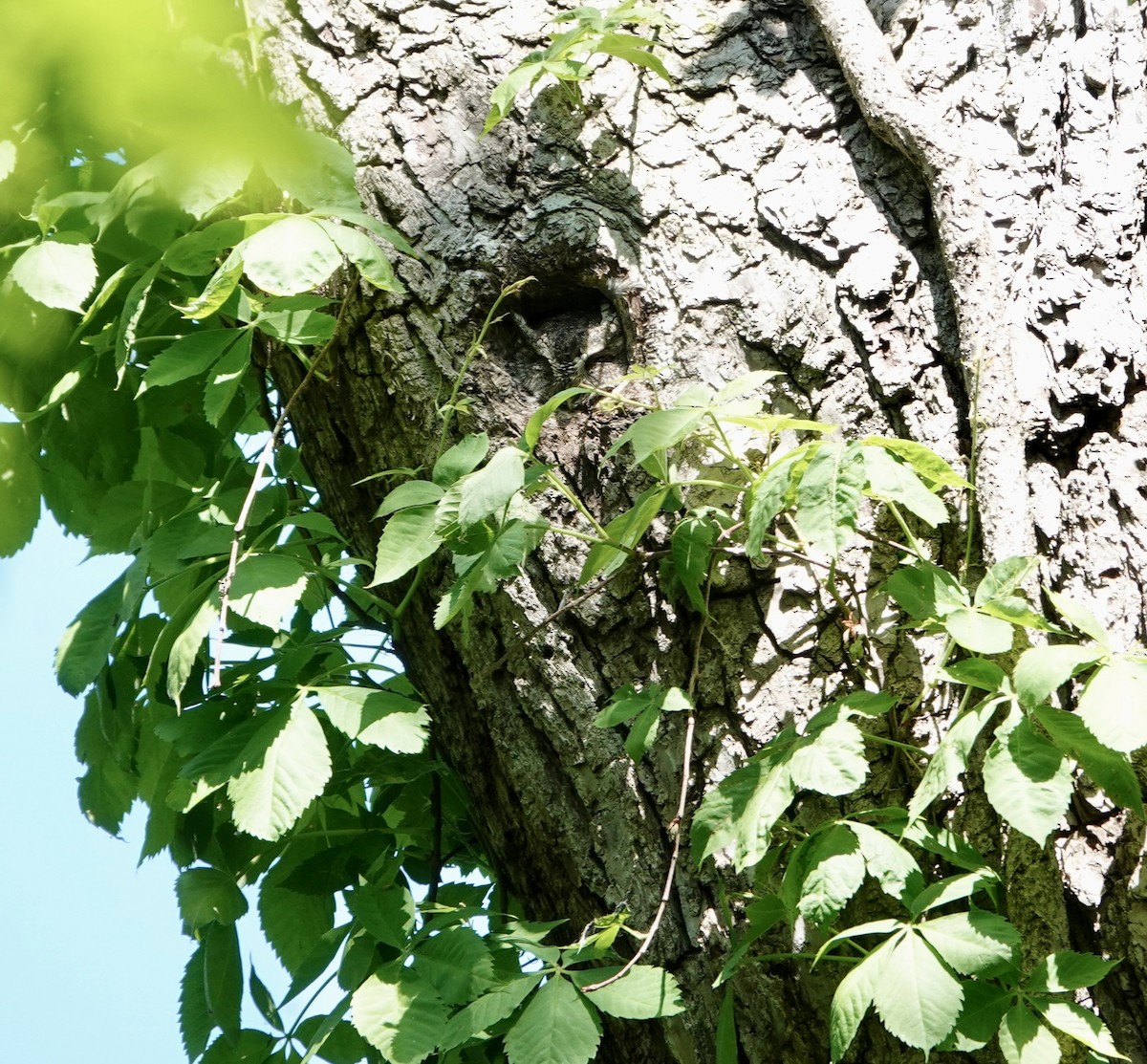 Eastern Screech-Owl - Andrew Bailey