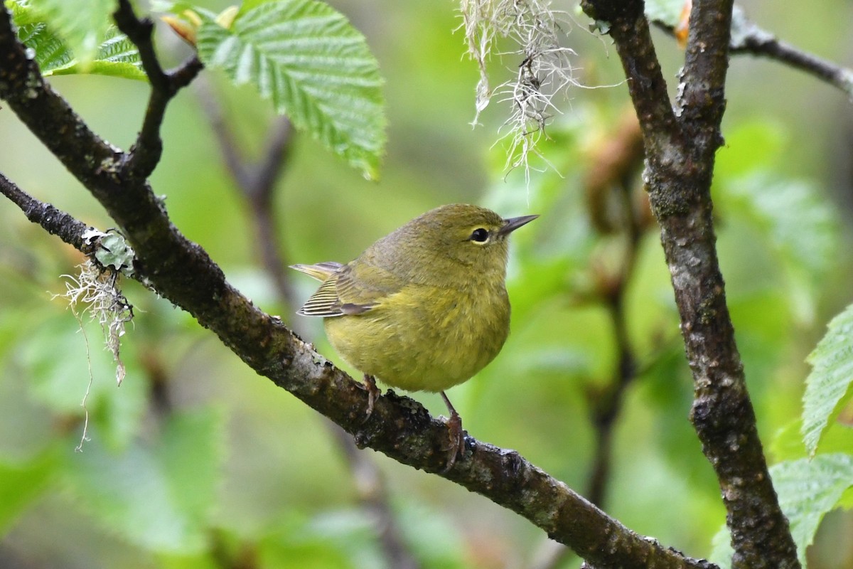 Orange-crowned Warbler - Brad Hunter