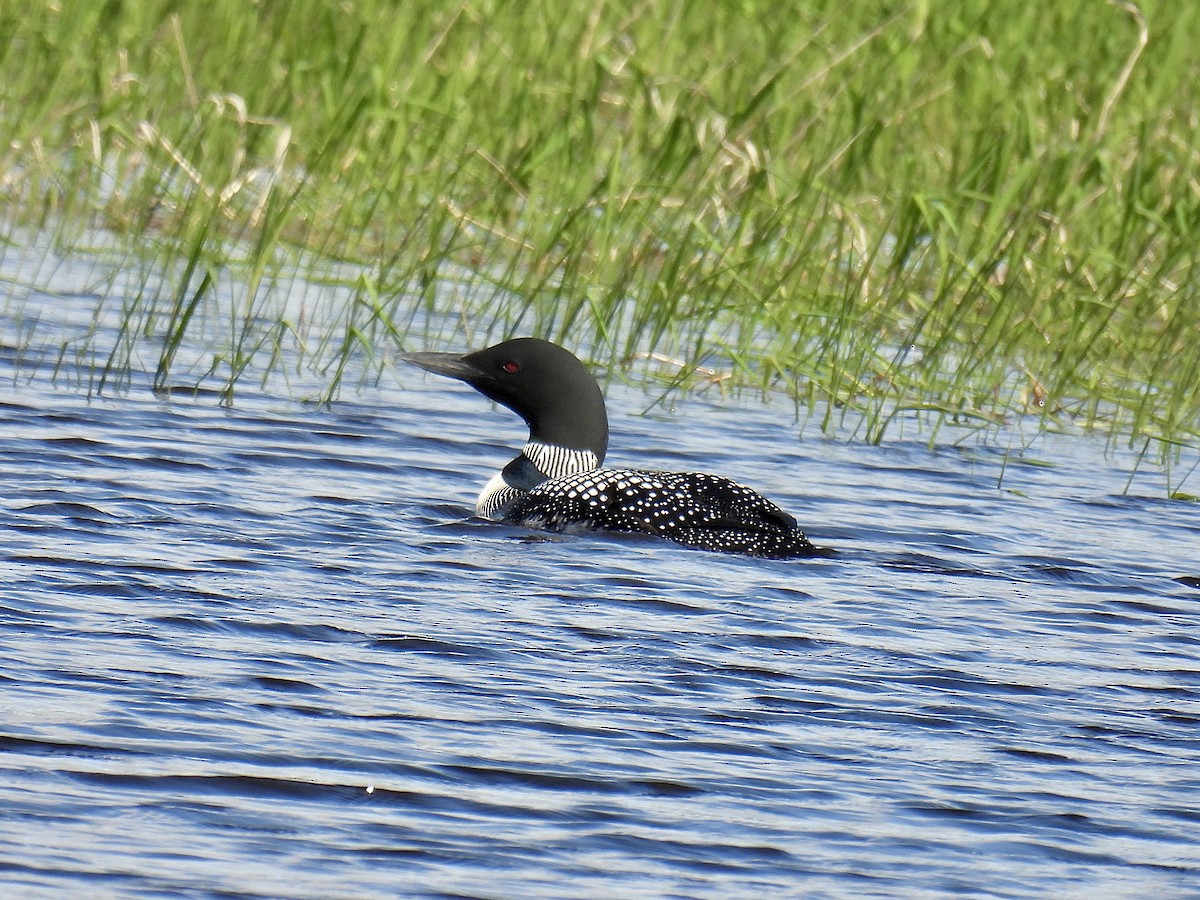 Common Loon - Jeanne Tucker