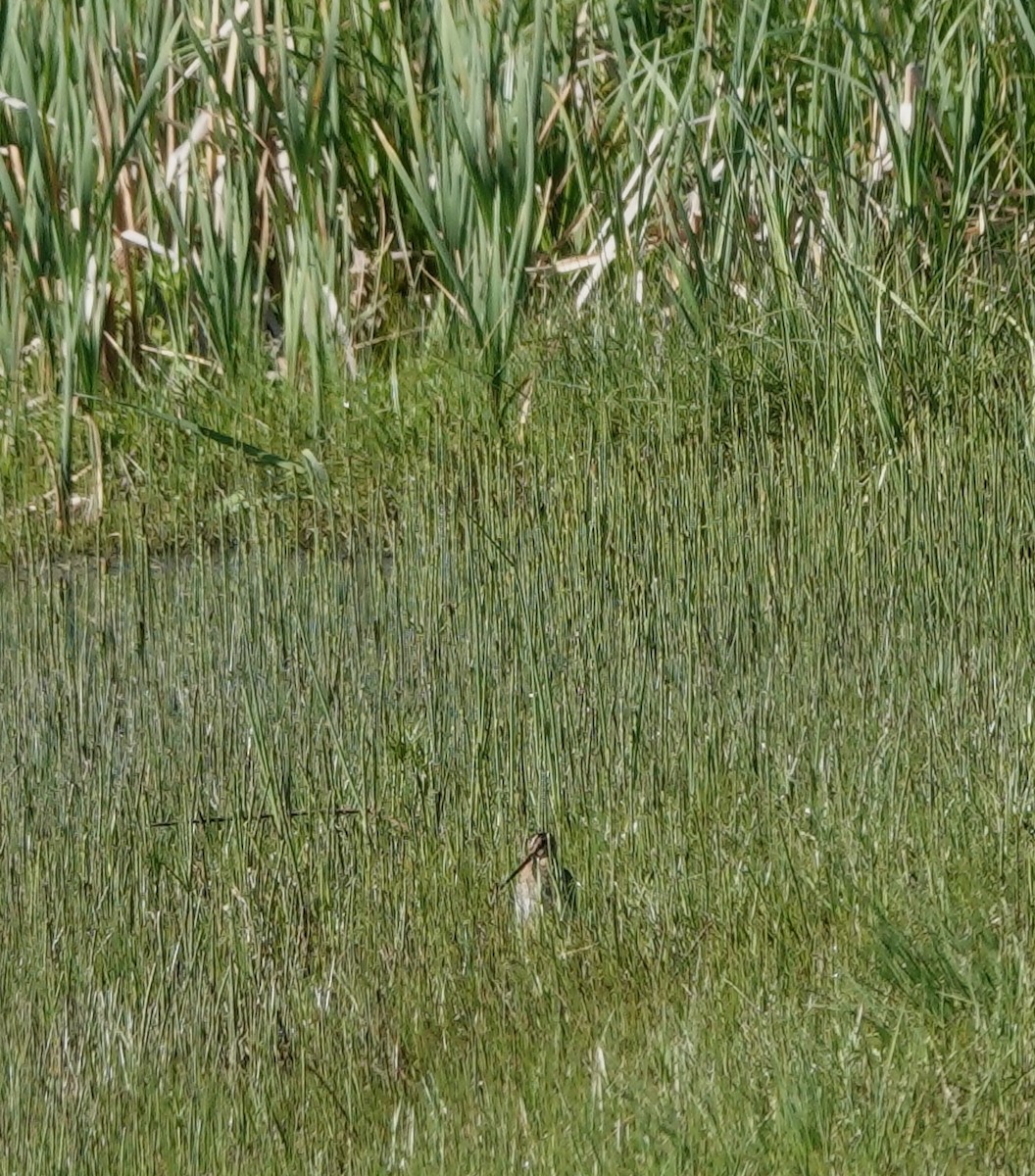 Wilson's Snipe - Ann Griffin