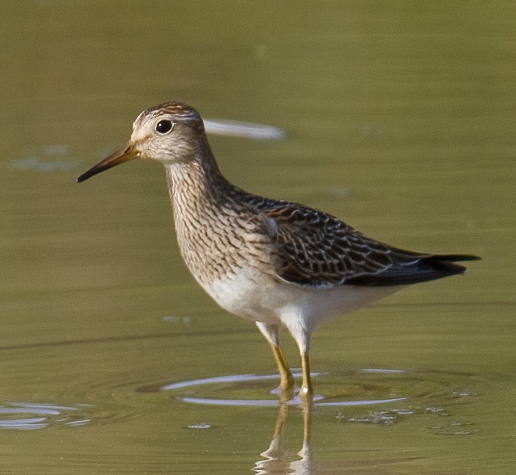 Pectoral Sandpiper - José Martín