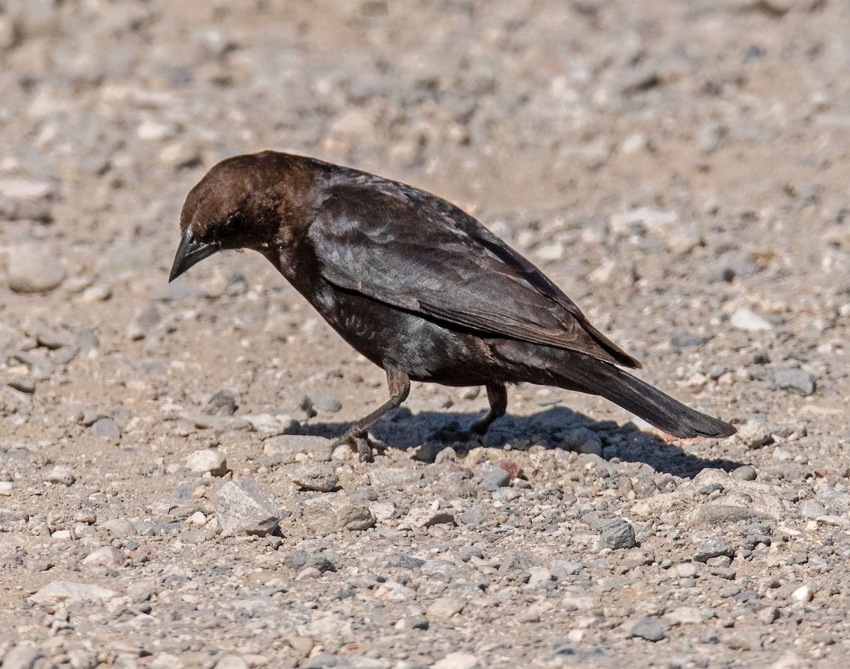 Brown-headed Cowbird - Margaret & Fred Parkes