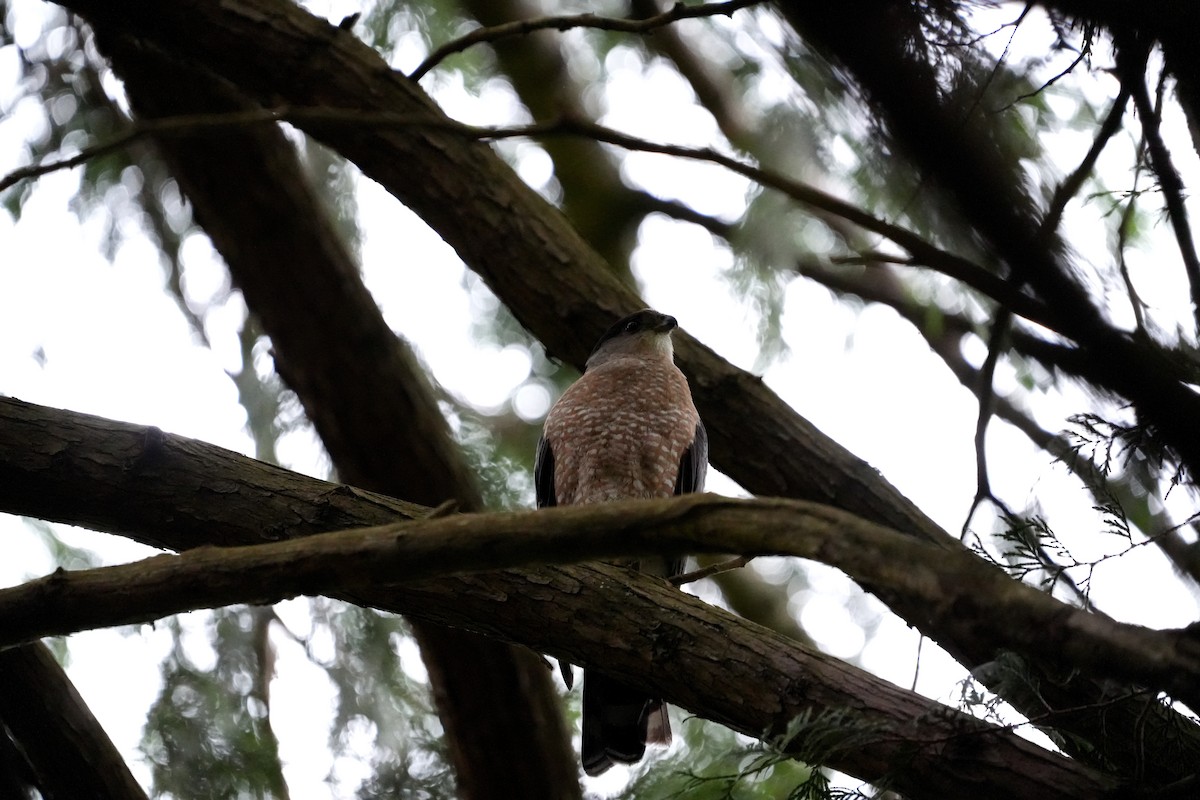 Cooper's Hawk - ML619577684