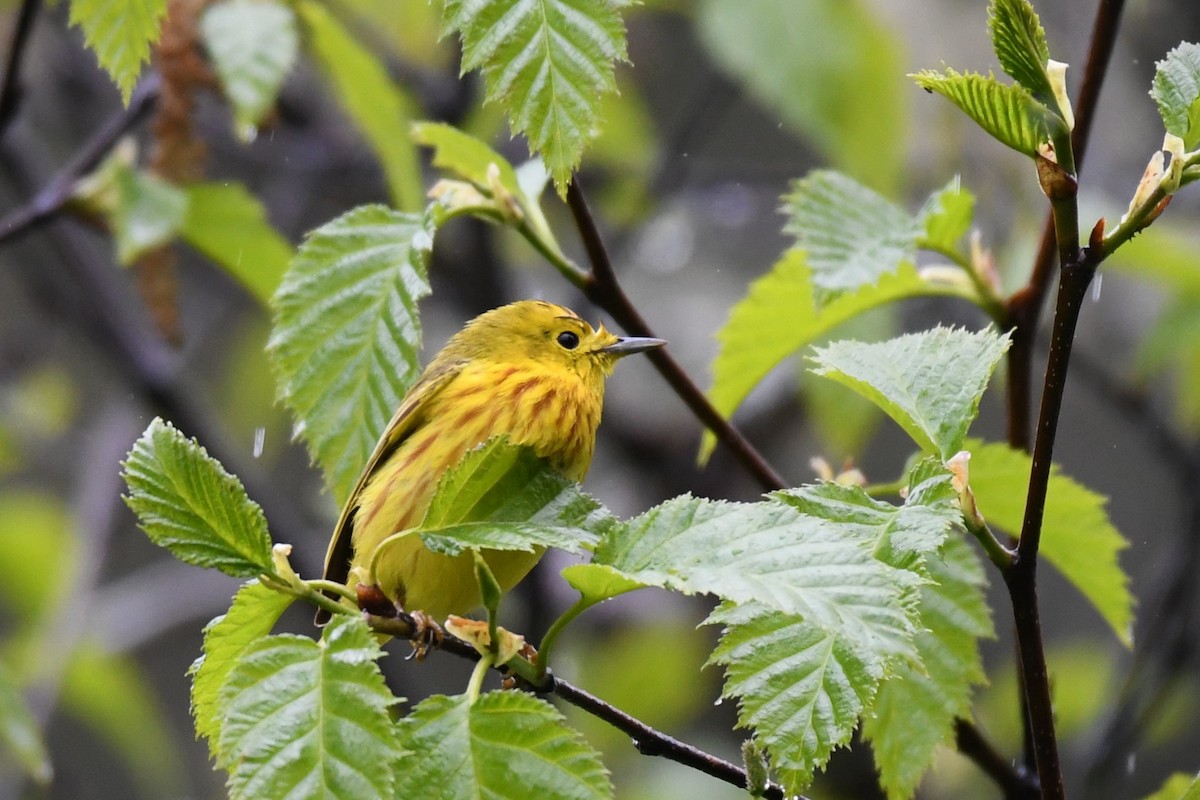 Yellow Warbler - Brad Hunter