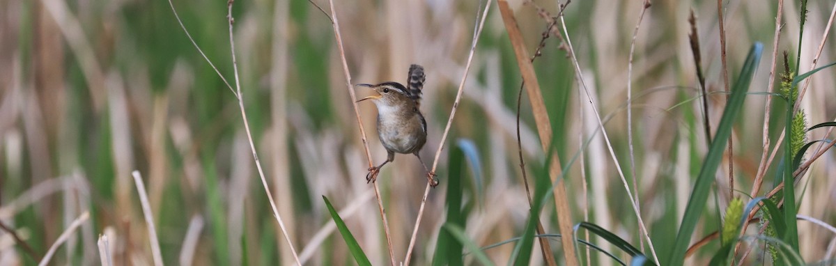 Marsh Wren - Lynda Noel