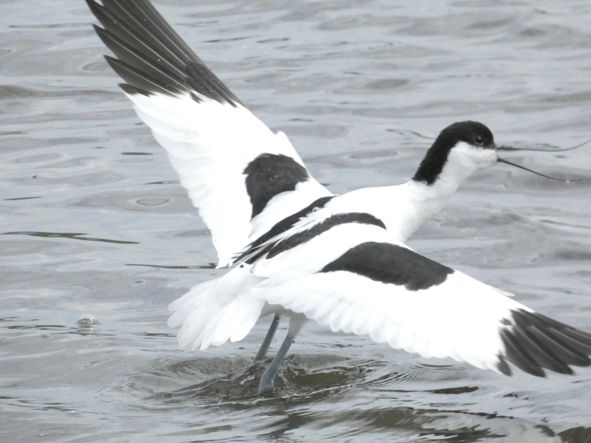 Pied Avocet - Isaac W