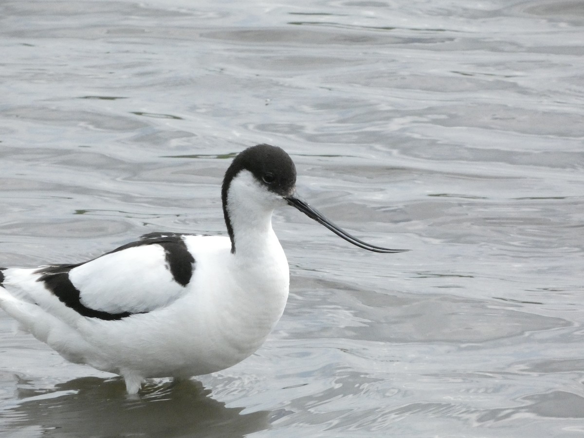 Pied Avocet - Isaac W