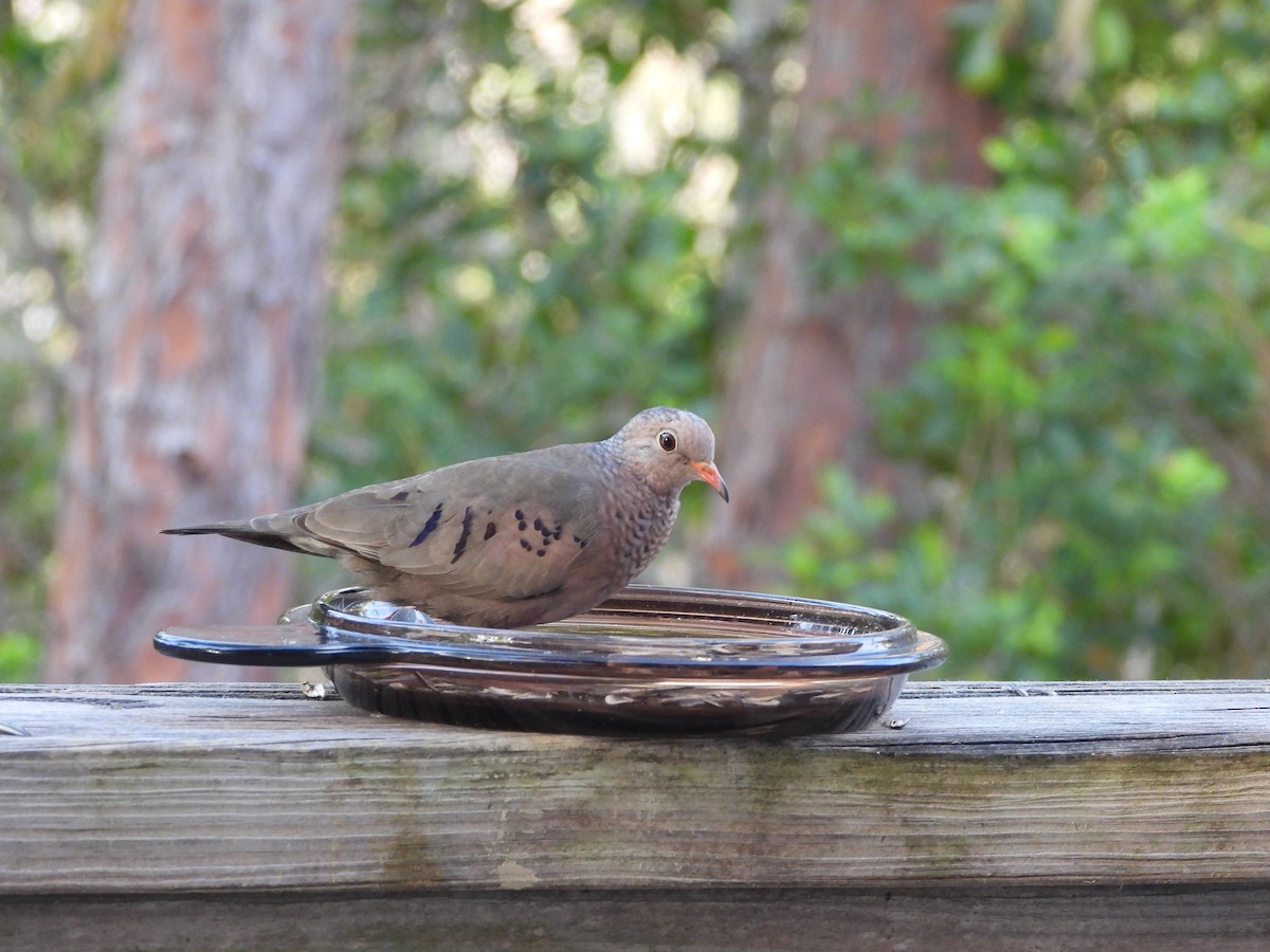 Common Ground Dove - Amy Grimm