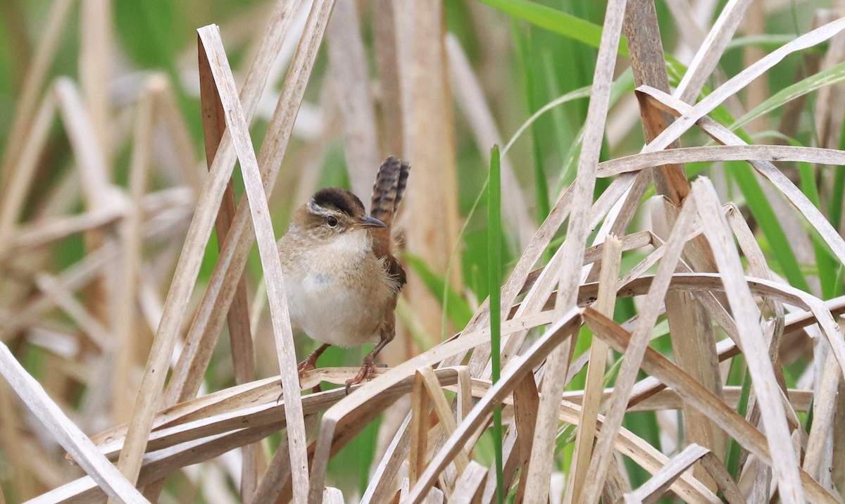 Marsh Wren - Lynda Noel